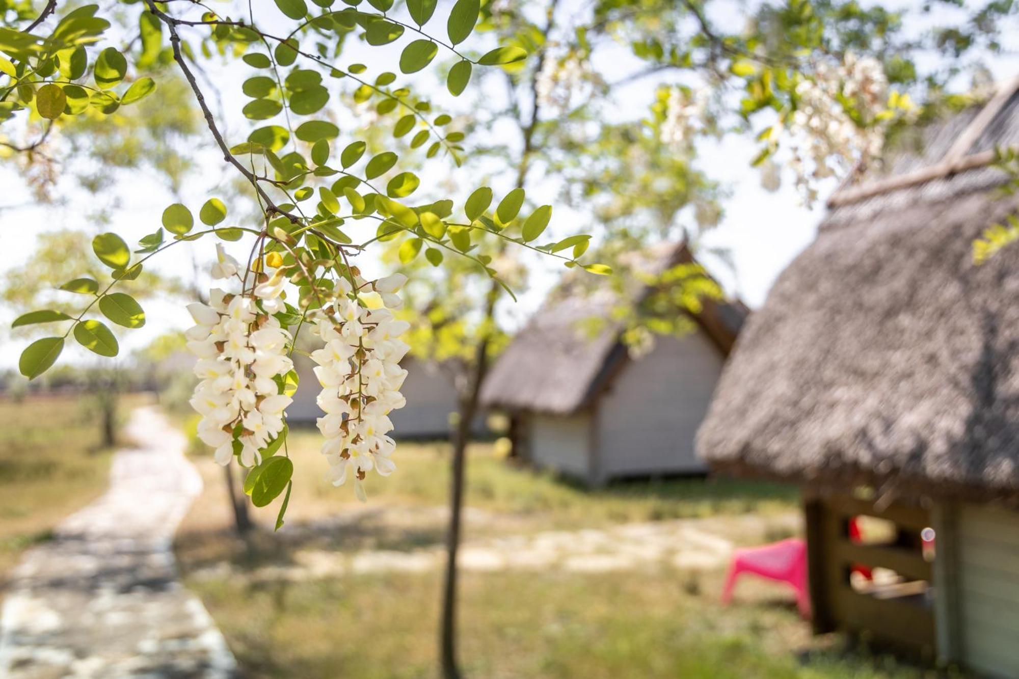 Dolphin Camping Сфынту-Георге Экстерьер фото